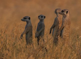 EARTH DAY: The planet’s call to #ActNow Epic Earth premieres on Earth Day