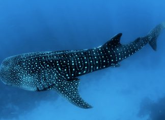 Chasing Ocean Giants in Philippine Waters Chasing Ocean Greats premieres August 25