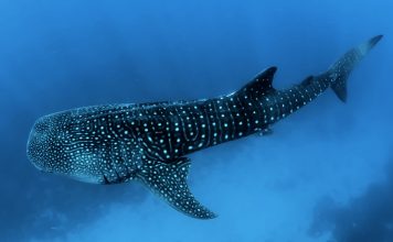 Chasing Ocean Greats premieres August 25