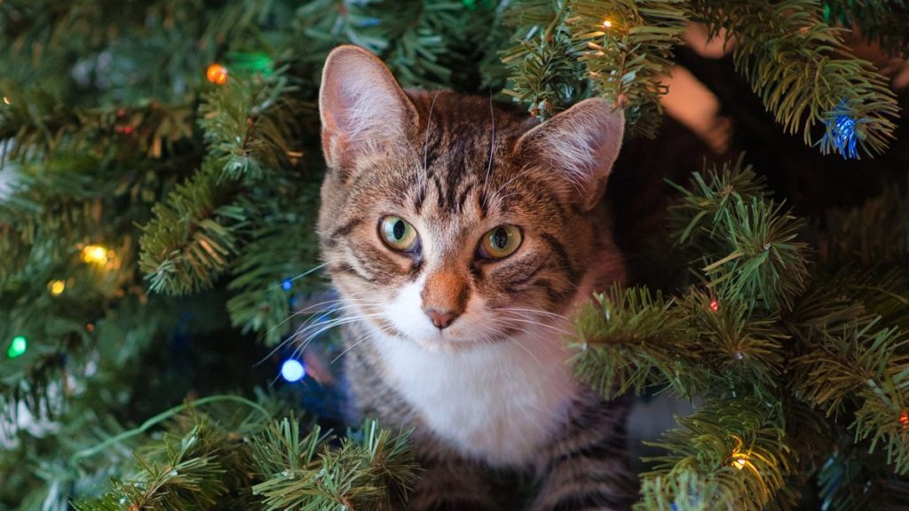 Holiday Pet Dangers