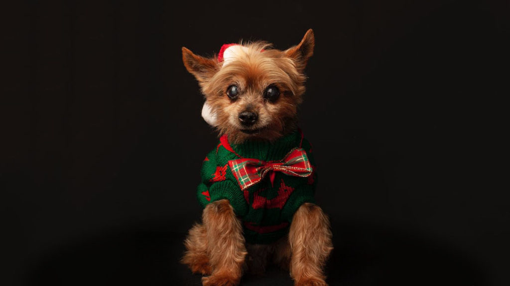 Holiday Pet Dangers