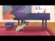 Nora the Piano Cat Inspires New Animated Series for Children